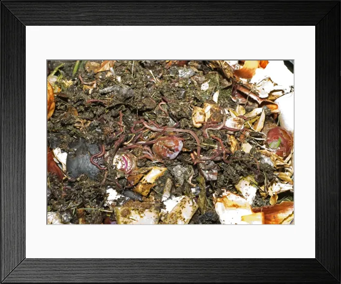 Framed Print : Compost / Wormery - closeup of worms amongst variety of kitchen waste including vegetable peelings cardboard and fruit peelings in top of black plastic recycled composting bin UK Framed Print : Compost / Wormery - closeup of worms amongst variety of kitchen waste including vegetable peelings cardboard and fruit peelings in top of black plastic recycled composting bin UK