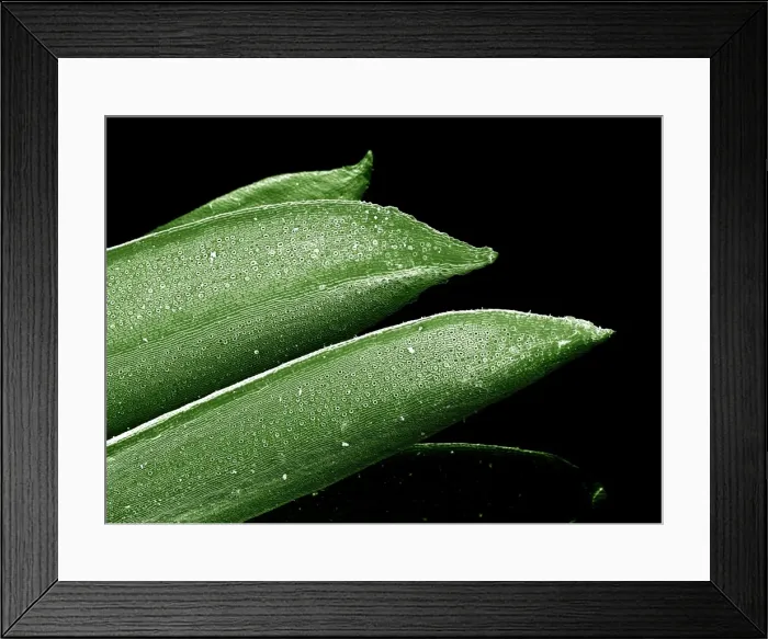Framed Print : Scanning Electron micrograph (SEM): Yew Leaf; Magnification unknown