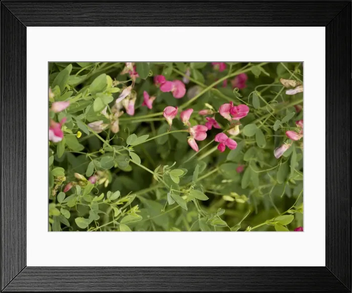 Framed Print : Fyfield pea, or tuberous pea (Lathyrus tuberosus). Very rare in UK Framed Print : Fyfield pea, or tuberous pea (Lathyrus tuberosus). Very rare in UK