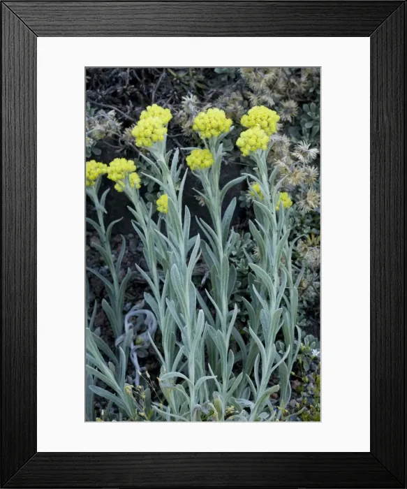 Framed Print : An immortelle, or everlasting (Helichrysum splendidum), from southern Africa Framed Print : An immortelle, or everlasting (Helichrysum splendidum), from southern Africa