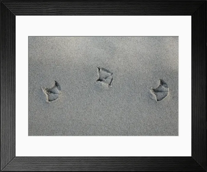 Framed Print : Gull - foot prints - in sand on beach - Texel Island - Holland Framed Print : Gull - foot prints - in sand on beach - Texel Island - Holland