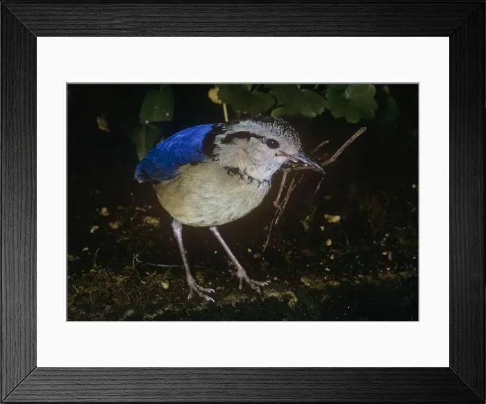Framed Print : Giant Pitta - male with nest material Framed Print : Giant Pitta - male with nest material