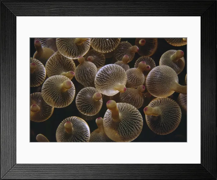 Framed Print : Bulb-tentacle Anemone - also know as Bubble-tip Anemone Indo Pacific Framed Print : Bulb-tentacle Anemone - also know as Bubble-tip Anemone Indo Pacific