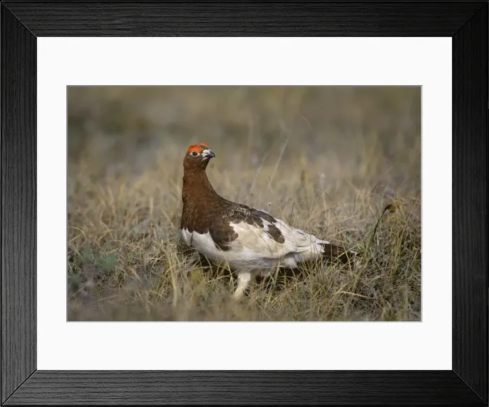 Framed Print : Willow Ptarmigan - male on tundra - Arctic National Wildlife Refuge - Alaska - Summer B6823 Framed Print : Willow Ptarmigan - male on tundra - Arctic National Wildlife Refuge - Alaska - Summer B6823
