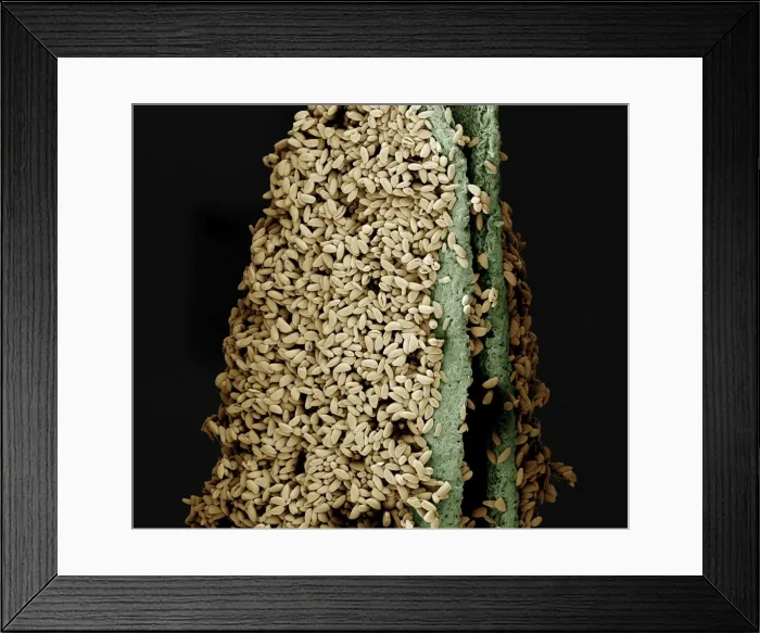 Framed Print : Scanning Electron Micrograph (SEM): anther of a lily with pollen, Magnification x 120 (A4 size: 29. 7 cm width) Framed Print : Scanning Electron Micrograph (SEM): anther of a lily with pollen, Magnification x 120 (A4 size: 29. 7 cm width)