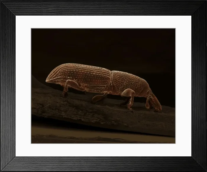 Framed Print : Scanning Electron Micrograph (SEM): Wood-boring Weevil - Magnification x 85 (if print A4 size: 29. 7 cm wide) Framed Print : Scanning Electron Micrograph (SEM): Wood-boring Weevil - Magnification x 85 (if print A4 size: 29. 7 cm wide)