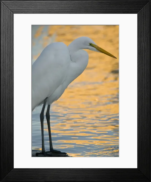 Framed Print : Great Egret / Great White Egret / Common Egret / Great White Heron - fishing on lake shore at sunset, golden reflections behind; California, United States Framed Print : Great Egret / Great White Egret / Common Egret / Great White Heron - fishing on lake shore at sunset, golden reflections behind; California, United States