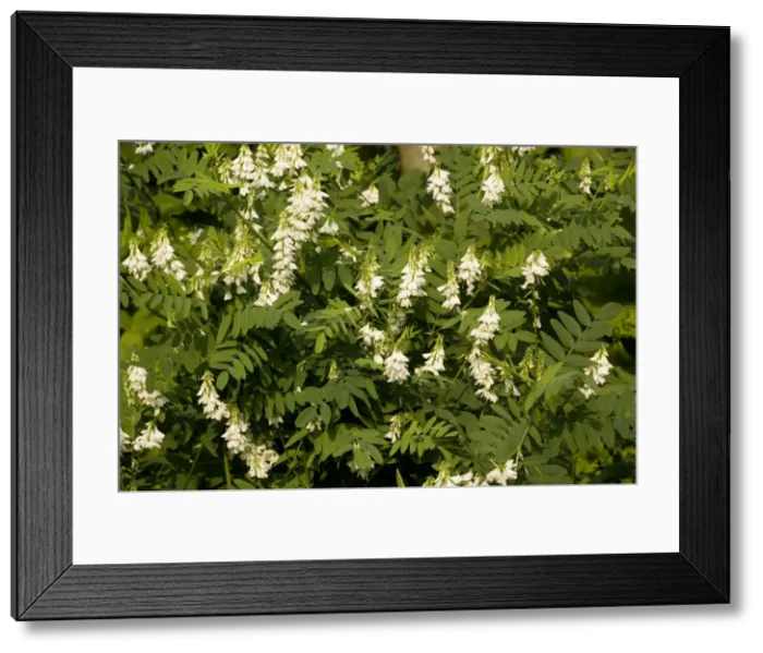 Framed Print : Goat's-rue, white form (Galega officinalis). Kew Framed Print : Goat's-rue, white form (Galega officinalis). Kew