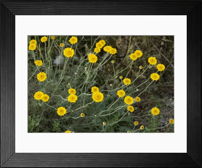 Framed Print : Yellow chamomile (Anthemis tinctoria). Sweden
