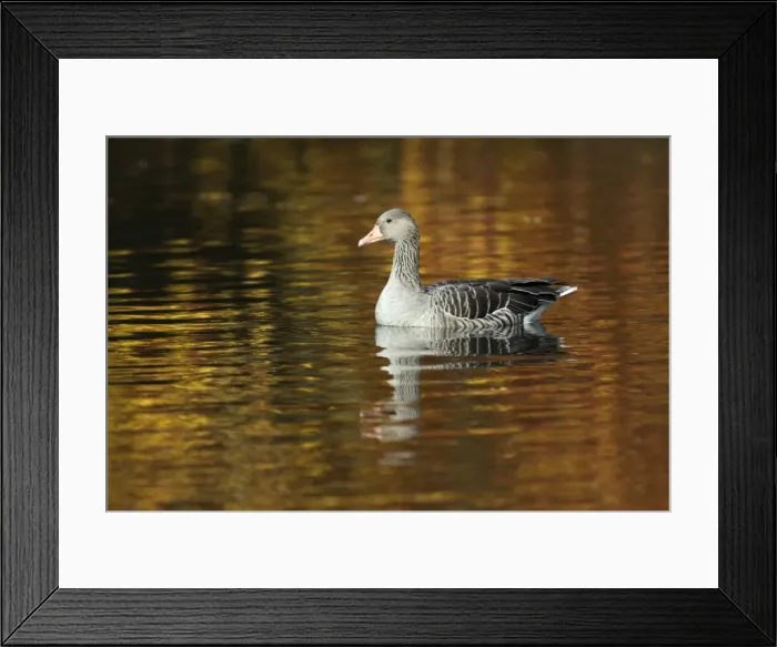 Framed Print : Greylag Goose - on lake - Autumn - Island of Texel - Holland Framed Print : Greylag Goose - on lake - Autumn - Island of Texel - Holland