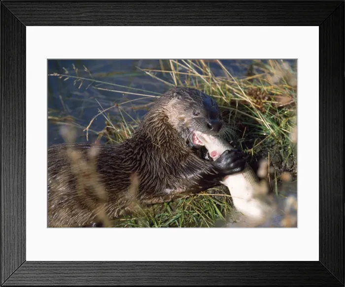 Framed Print : River Otter - feeding on fish - Grand Teton National Park Wyoming USA Framed Print : River Otter - feeding on fish - Grand Teton National Park Wyoming USA