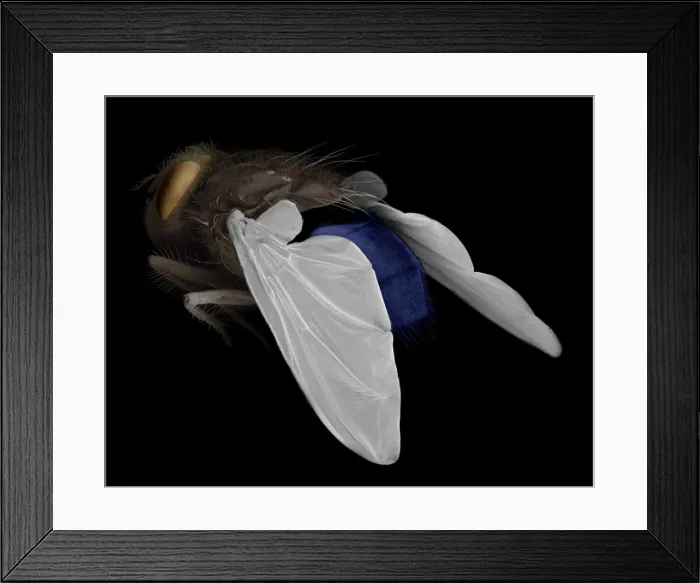 Framed Print : Scanning Electron Micrograph (SEM): Bluebottle Fly - Magnification x 20 (if print A4 size: 29. 7 cm wide) Framed Print : Scanning Electron Micrograph (SEM): Bluebottle Fly - Magnification x 20 (if print A4 size: 29. 7 cm wide)