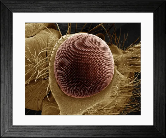 Framed Print : Scanning Electron Micrograph (SEM): Eye of a Caddis Fly - Magnification x 125 (if print A4 size: 29. 7 cm wide) Framed Print : Scanning Electron Micrograph (SEM): Eye of a Caddis Fly - Magnification x 125 (if print A4 size: 29. 7 cm wide)