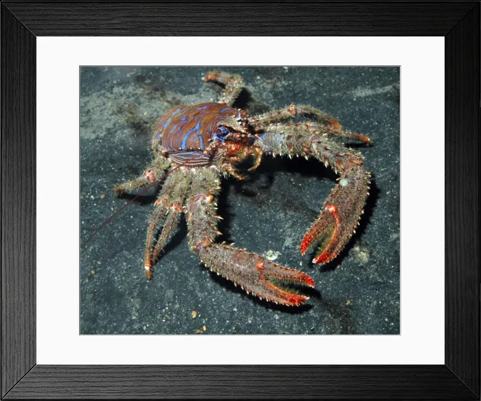 Framed Print : Squat Lobster- UK rocky coasts, N Atlantic and Mediterranean down to 35m Framed Print : Squat Lobster- UK rocky coasts, N Atlantic and Mediterranean down to 35m