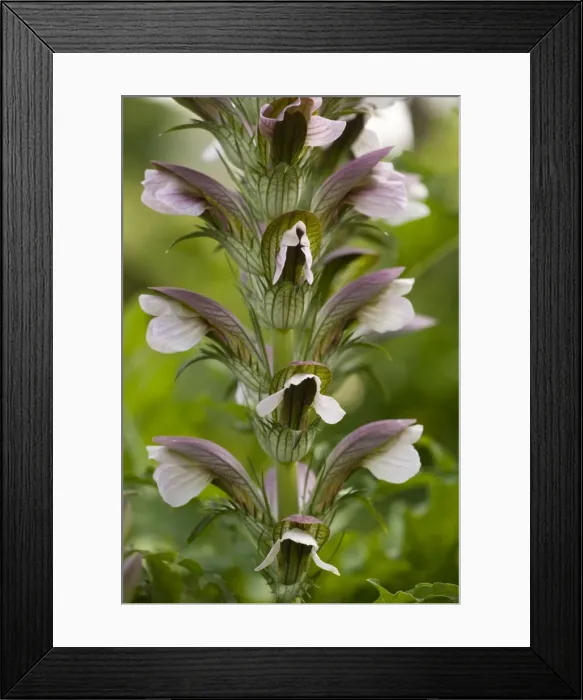 Framed Print : An east european bear's breeches (Acanthus hungaricus). Hungary Framed Print : An east european bear's breeches (Acanthus hungaricus). Hungary