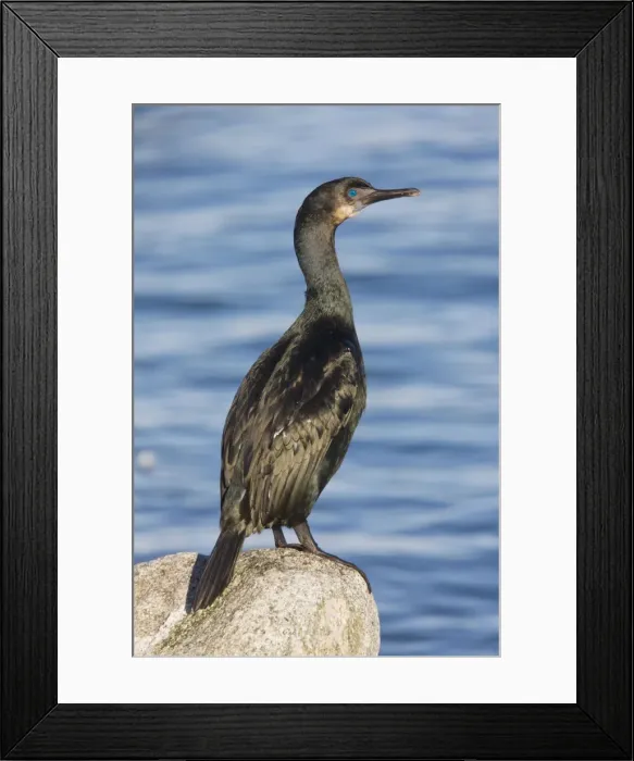 Framed Print : Double-crested Cormorant - perched by the sea - California - United States Framed Print : Double-crested Cormorant - perched by the sea - California - United States