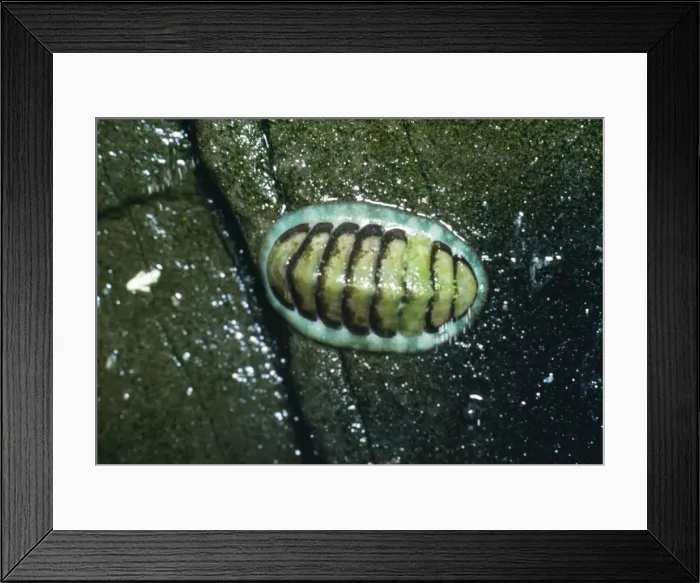 Framed Print : Chiton / Coat of Mail Shell Framed Print : Chiton / Coat of Mail Shell