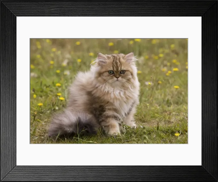 Framed Print : Cat - Persian kitten Framed Print : Cat - Persian kitten