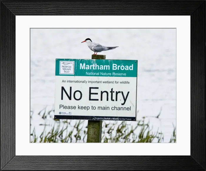 Framed Print : Common Tern - sitting on Nature Reserve No Entry sign - Martham Broad - Norfolk - UK Framed Print : Common Tern - sitting on Nature Reserve No Entry sign - Martham Broad - Norfolk - UK