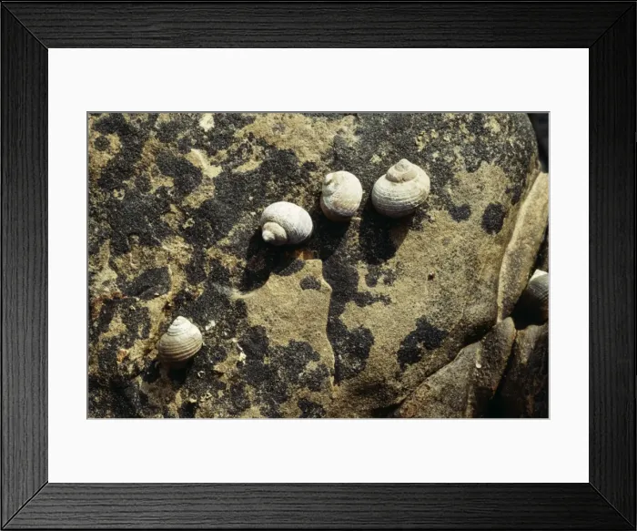 Framed Print : Rough Periwinkles Kimmeridge, Dorset Framed Print : Rough Periwinkles Kimmeridge, Dorset