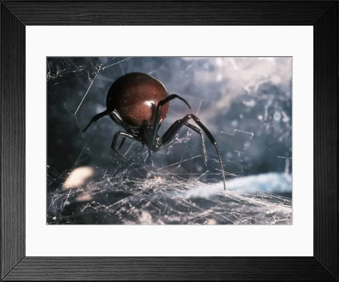 Framed Print : Black Widow Spider Framed Print : Black Widow Spider