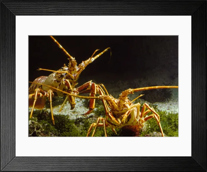Framed Print : Langoustines Framed Print : Langoustines