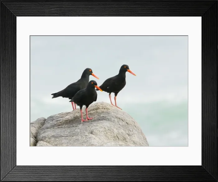 Framed Print : African Black Oystercatchers - group of 3 perched on rock - west coast, South Africa Framed Print : African Black Oystercatchers - group of 3 perched on rock - west coast, South Africa