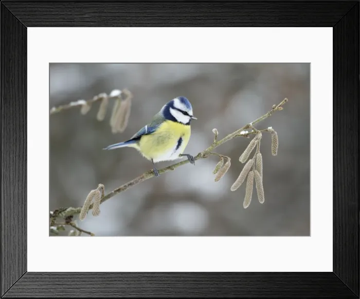 Framed Print : Blue Tit - perched on hazelnut branch in winter - Lower Saxony - Germany Framed Print : Blue Tit - perched on hazelnut branch in winter - Lower Saxony - Germany