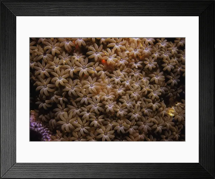 Framed Print : Organ Pipe Coral Indo Pacific