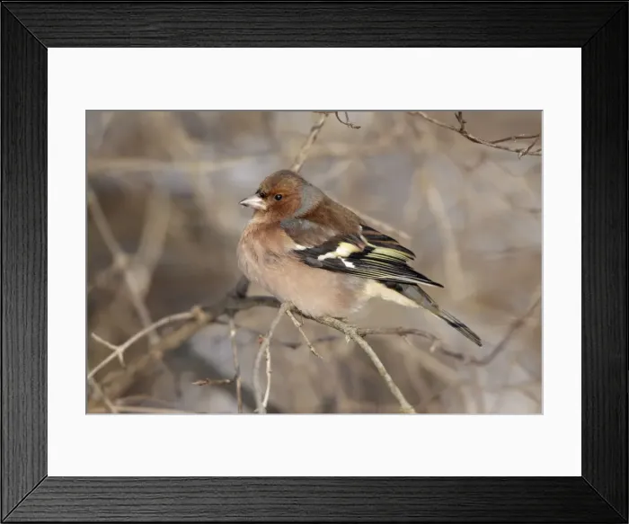 Framed Print : Chaffinch - male perched on branch in winter - Lower Saxony - Germany Framed Print : Chaffinch - male perched on branch in winter - Lower Saxony - Germany