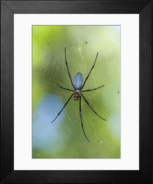 Framed Print : Northern / Giant Golden Orb Weaver Spider - lying in wait for prey in its huge cobweb - Queensland, Wet Tropics World Heritage Area, Australia (formerly Nephila maculata) Framed Print : Northern / Giant Golden Orb Weaver Spider - lying in wait for prey in its huge cobweb - Queensland, Wet Tropics World Heritage Area, Australia (formerly Nephila maculata)