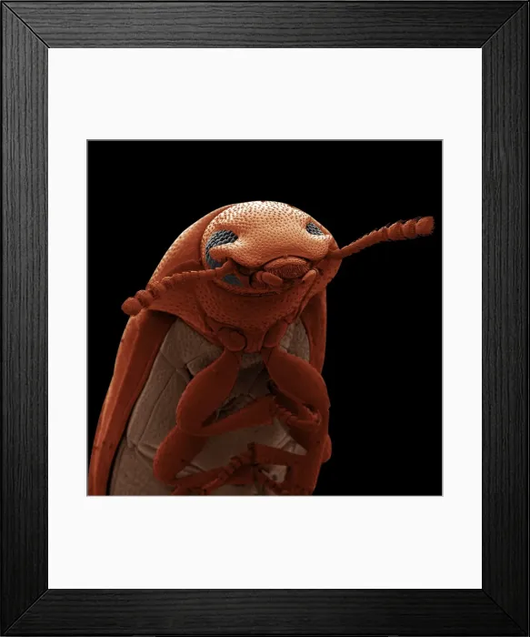 Framed Print : Scanning Electron Micrograph (SEM): Confused Flour Beetle - Magnification x 110 (if print A4 size: 29. 7 cm wide) Framed Print : Scanning Electron Micrograph (SEM): Confused Flour Beetle - Magnification x 110 (if print A4 size: 29. 7 cm wide)