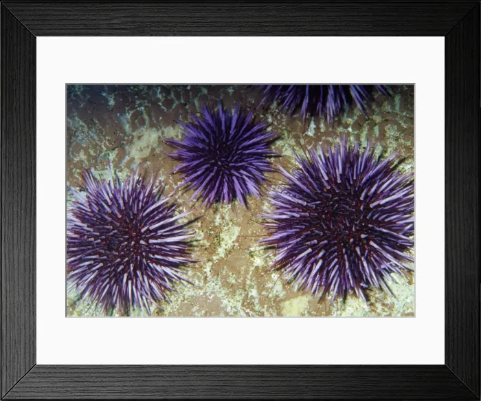 Framed Print : Purple Sea Urchin Moss Beach California, USA Framed Print : Purple Sea Urchin Moss Beach California, USA