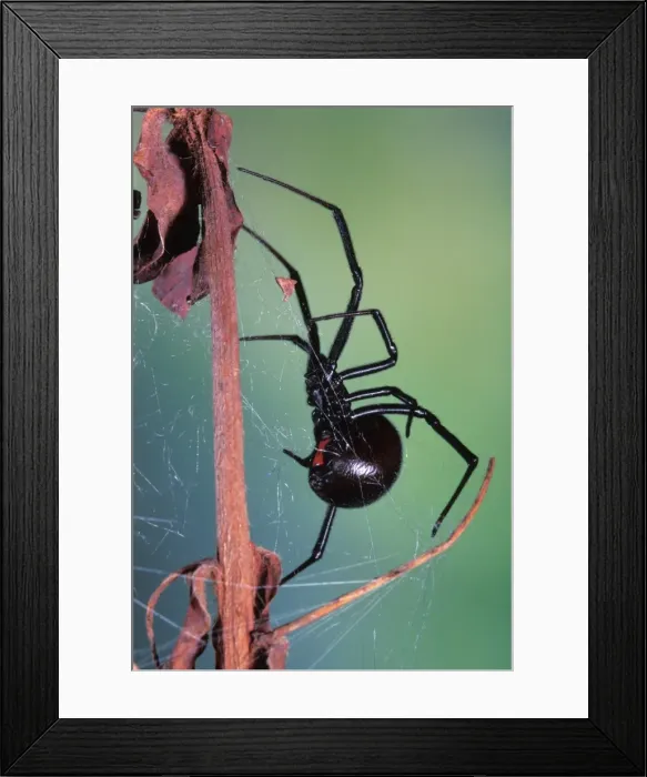 Framed Print : Black Widow Western USA Framed Print : Black Widow Western USA