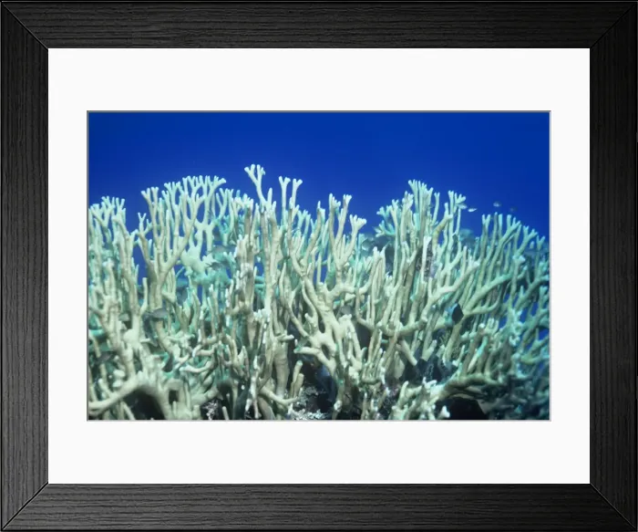 Framed Print : Fire Coral Framed Print : Fire Coral