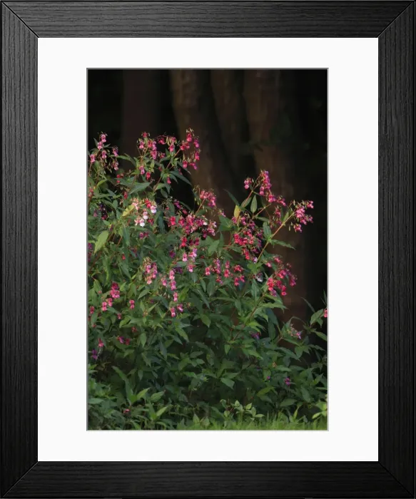 Framed Print : Himalayan Balsam - flowering at edge of stream, Hessen, Germany Framed Print : Himalayan Balsam - flowering at edge of stream, Hessen, Germany