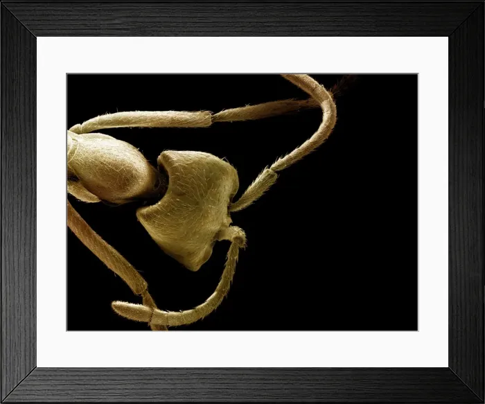 Framed Print : Scanning Electron Micrograph (SEM): Driver Ant - Magnification x 90 (if print A4 size: 29. 7 cm wide) Framed Print : Scanning Electron Micrograph (SEM): Driver Ant - Magnification x 90 (if print A4 size: 29. 7 cm wide)