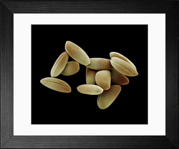 Framed Print : Scanning Electron Micrograph (SEM): Lily Pollen, Magnification x 1, 200 (A4 size: 29. 7 cm width)  Framed Print : Scanning Electron Micrograph (SEM): Lily Pollen, Magnification x 1, 200 (A4 size: 29. 7 cm width) 