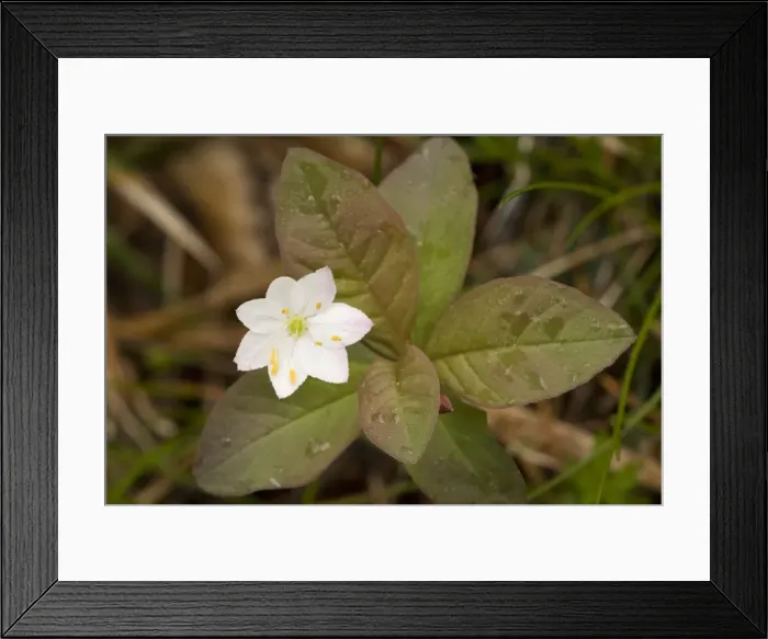 Framed Print : chickweed-wintergreen (Trientalis europaea), Scotland Framed Print : chickweed-wintergreen (Trientalis europaea), Scotland