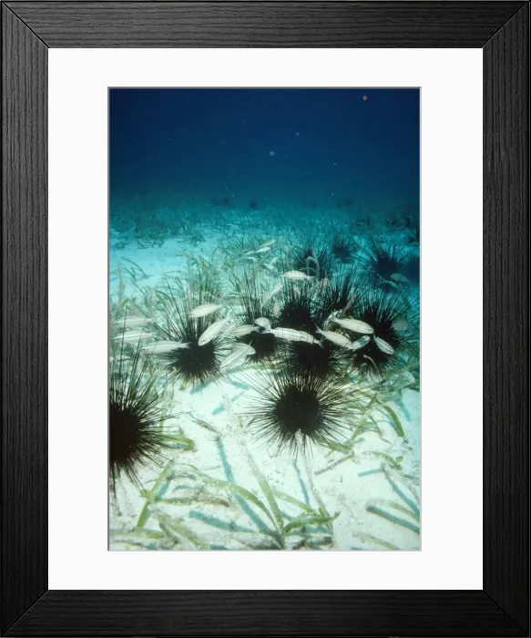 Framed Print : Long Spined Sea Urchin - poisonous Caribbean Framed Print : Long Spined Sea Urchin - poisonous Caribbean