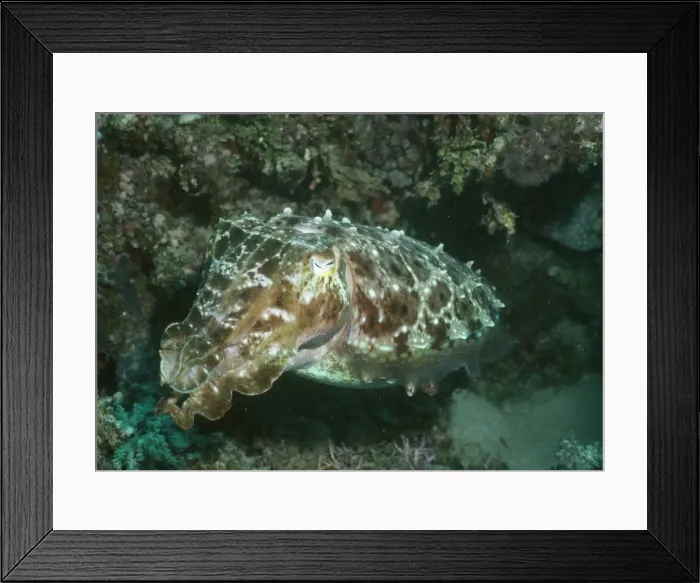 Framed Print : Broadclub Cuttlefish - Indo pacific - Great Barrier Reef - Australia Framed Print : Broadclub Cuttlefish - Indo pacific - Great Barrier Reef - Australia