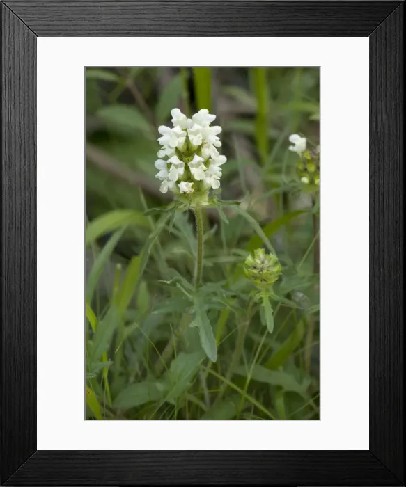 Framed Print : Cut-leaved self-heal (Prunella laciniata). Very rare on limestone in England Framed Print : Cut-leaved self-heal (Prunella laciniata). Very rare on limestone in England