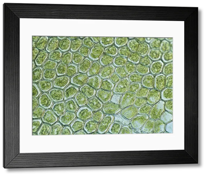 Framed Print : Light Micrograph (LM): The cellular struture of a liverwort plant (Hepatica); Magnification x1200 (on 10. 5 cm width print) Framed Print : Light Micrograph (LM): The cellular struture of a liverwort plant (Hepatica); Magnification x1200 (on 10. 5 cm width print)