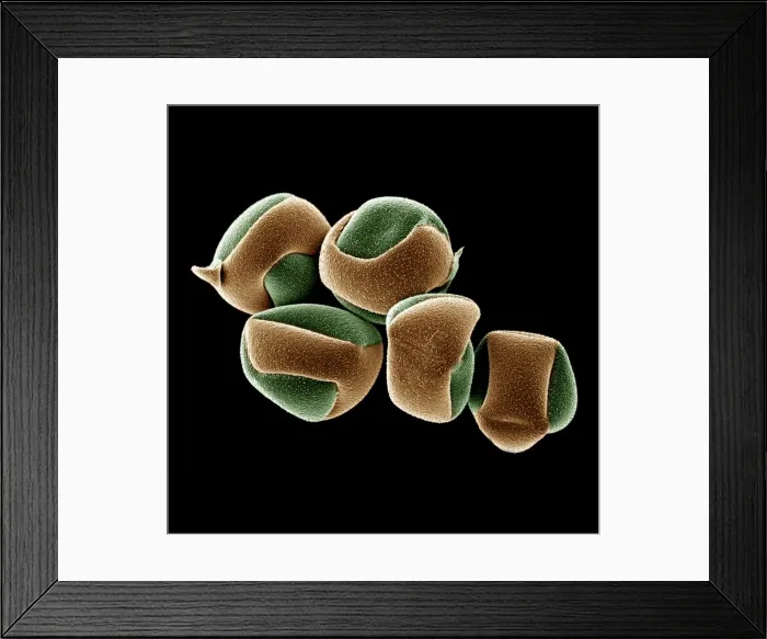 Framed Print : Scanning Electron micrograph (SEM): Cactus Pollen grains; Magnification x 550 (if printed 10. 5 cm wide) Framed Print : Scanning Electron micrograph (SEM): Cactus Pollen grains; Magnification x 550 (if printed 10. 5 cm wide)