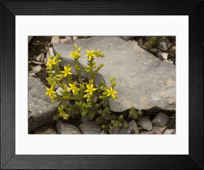Framed Print : Biting Stonecrop, or Wall Pepper (Sedum acre). Europe Framed Print : Biting Stonecrop, or Wall Pepper (Sedum acre). Europe