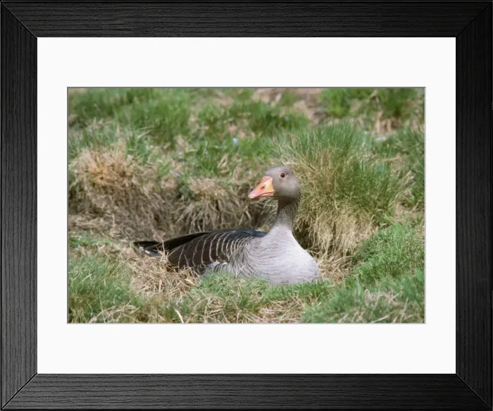 Framed Print : Greylag Goose - on nest Framed Print : Greylag Goose - on nest