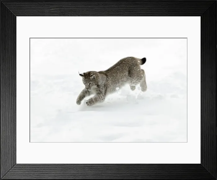 Framed Print : European Lynx - young animal jumping after mouse in snow - Hessen - Germany Framed Print : European Lynx - young animal jumping after mouse in snow - Hessen - Germany