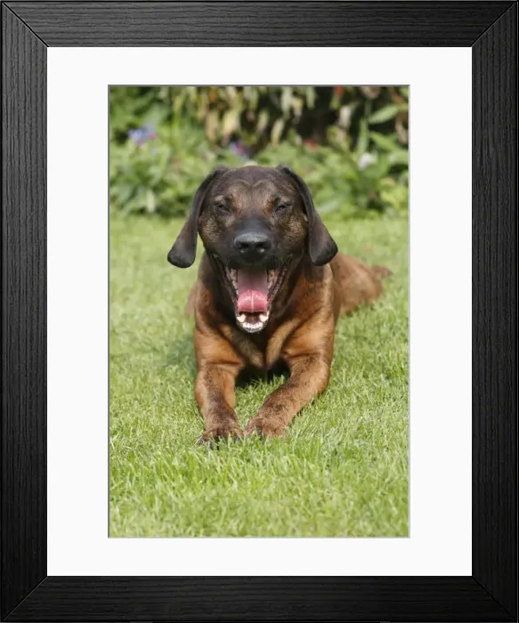 Framed Print : Hanover Hound - hunting dog lying down in garden - yawning - Germany Framed Print : Hanover Hound - hunting dog lying down in garden - yawning - Germany