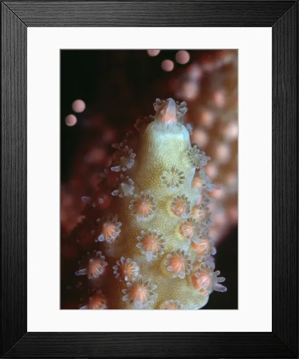 Framed Print : Staghorn Coral Spawning - Egg and sperm bundles about to be released Heron Island, Queensland, Australia Framed Print : Staghorn Coral Spawning - Egg and sperm bundles about to be released Heron Island, Queensland, Australia