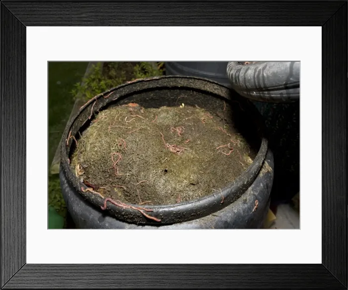 Framed Print : Black compost bin with active worm population Cotswolds UK